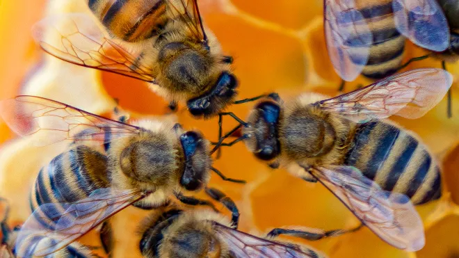 Ein Bienenvolk der Bienenheimat