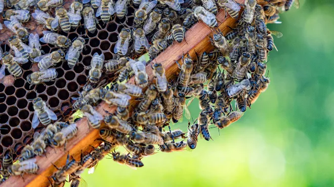 Ein Bienenvolk der Bienenheimat