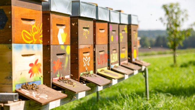 Bienenstöcke bei der Bienenheimat in Wil