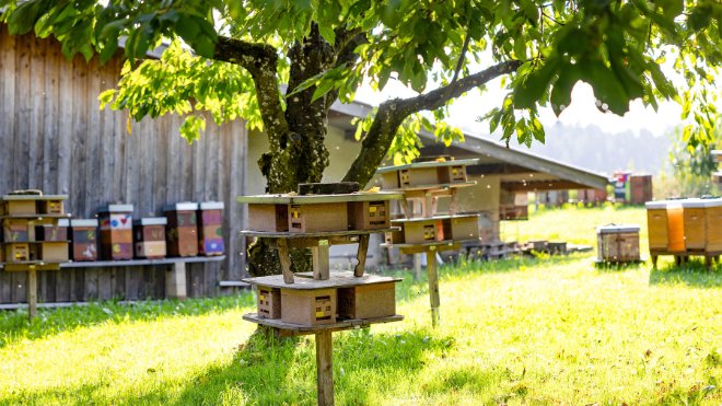 Bienenstöcke bei der Bienenheimat in Wil