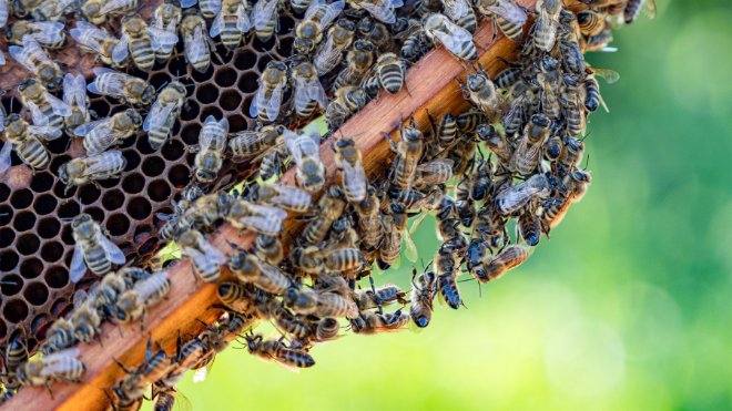Ein Bienenvolk der Bienenheimat