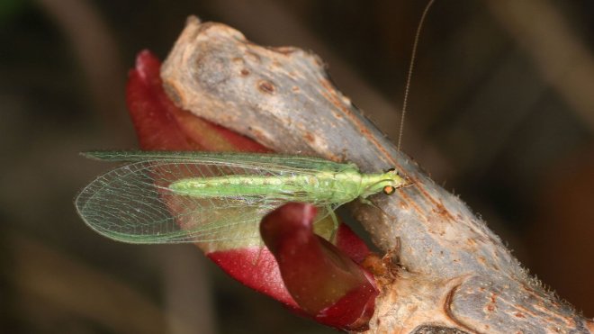 Netzflügler wie zum Beispiel die Florfliege fliegen richtiggehend aufs Licht.