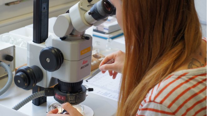 und Sina Sohneg zählen, sortieren und klassifizieren die unzähligen Insekten, 