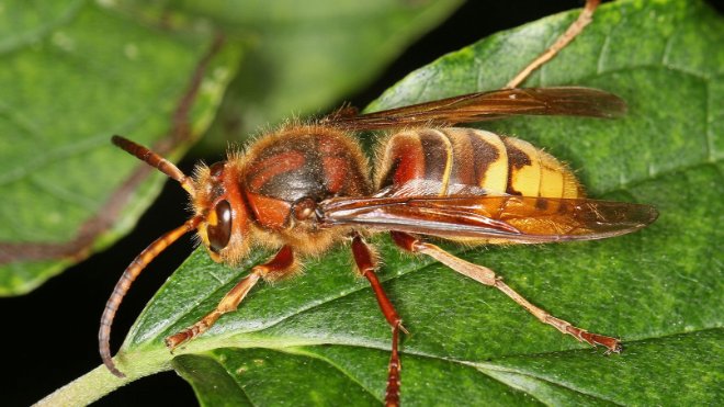 Hautflügler wie zum Beispiel die Hornissen fliegen richtiggehend aufs Licht. (Foto: Beat Wermelinger)