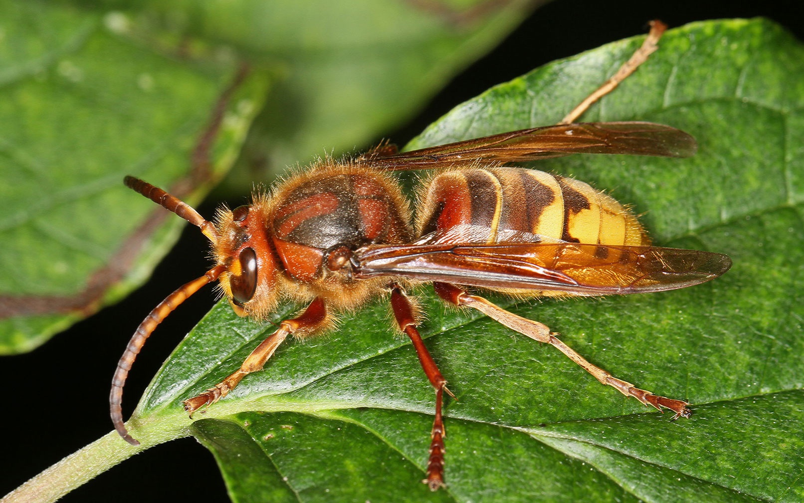 Hautflügler wie zum Beispiel die Hornissen fliegen richtiggehend aufs Licht. (Foto: Beat Wermelinger)